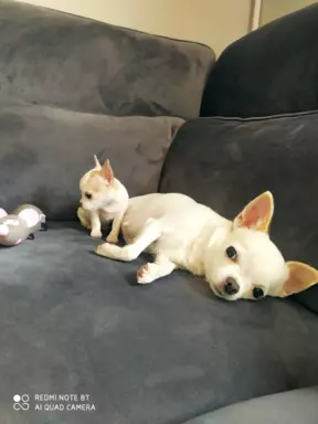 Chihuahua-piekna biała suczka 4
