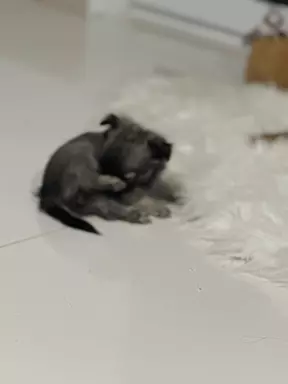 Chihuahua Długowłose FCI 2