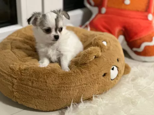 Chihuahua Długowłose FCI 3