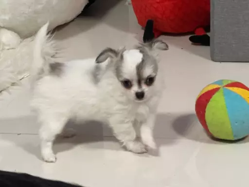 Chihuahua Długowłose FCI 4