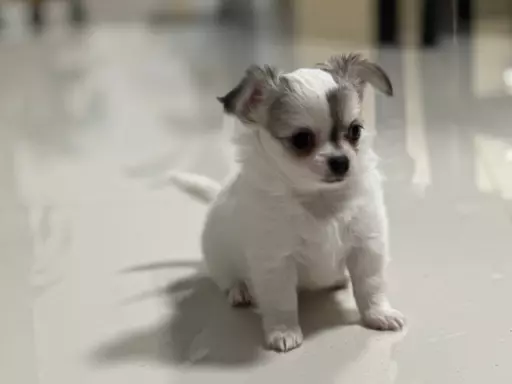 Chihuahua Długowłose FCI 5