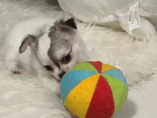 Chihuahua Długowłose FCI 6