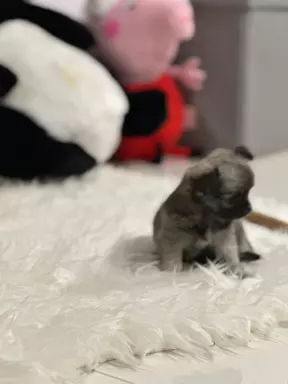 Chihuahua Długowłose FCI 7