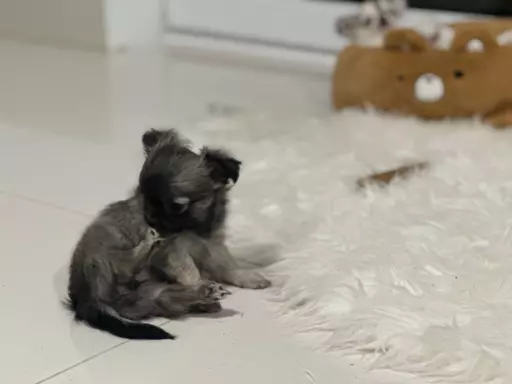 Chihuahua Długowłose FCI 8