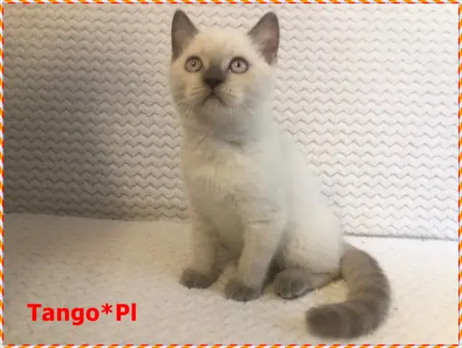 Mało spotykany liliowy colorpoint z prawdziwym rodowodem 1