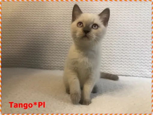 Mało spotykany liliowy colorpoint z prawdziwym rodowodem 2