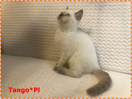 Mało spotykany liliowy colorpoint z prawdziwym rodowodem 3