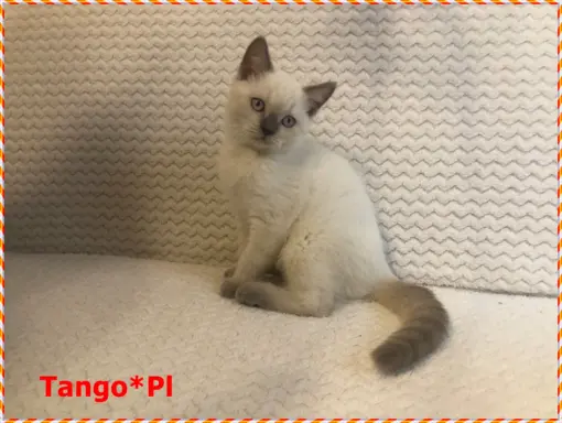 Mało spotykany liliowy colorpoint z prawdziwym rodowodem 4