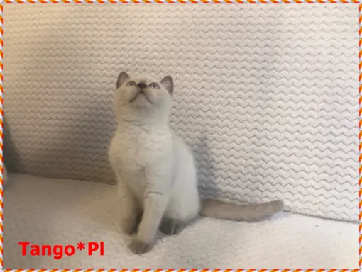 Mało spotykany liliowy colorpoint z prawdziwym rodowodem 5