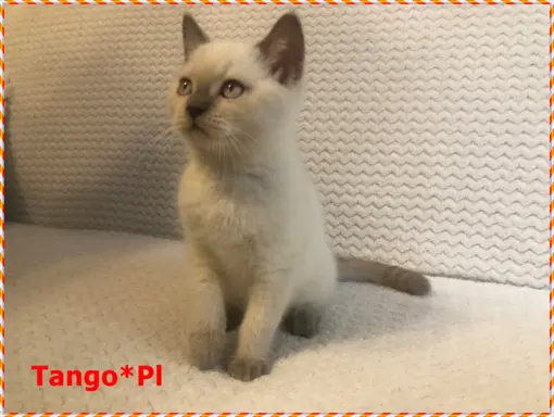 Mało spotykany liliowy colorpoint z prawdziwym rodowodem 6