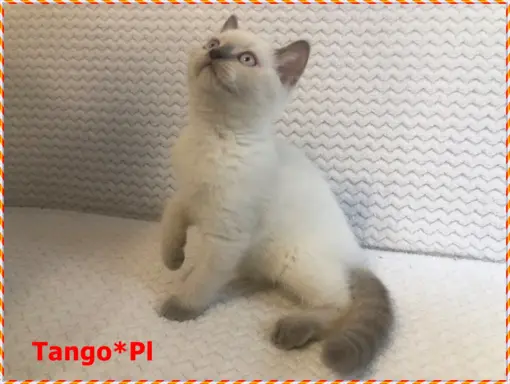 Mało spotykany liliowy colorpoint z prawdziwym rodowodem 7