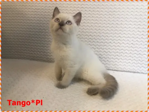 Mało spotykany liliowy colorpoint z prawdziwym rodowodem 8