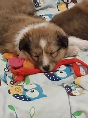 Owczarek szetlandzki/sheltie/shetland sheepdog FCI 2