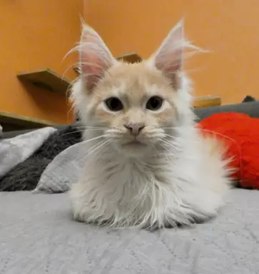 Kremowo srebrny kocurek Maine Coon 1