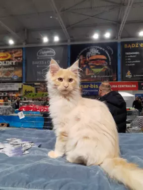 Kremowo srebrny kocurek Maine Coon 2
