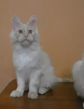 Kremowo srebrny kocurek Maine Coon 4