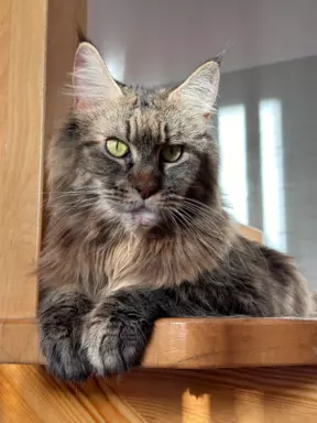 Maine Coon kocięta wolne dwie kotki 10