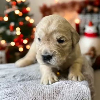 Suczka Golden Retriever pięknej budowy 1