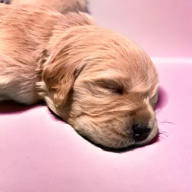 Suczka Golden Retriever pięknej budowy 2