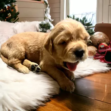 Suczka Golden Retriever pięknej budowy 3
