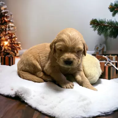 Suczka Golden Retriever pięknej budowy 4