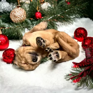 Suczka Golden Retriever pięknej budowy 5