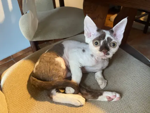 Devon rex czekoladowo biała kotka z zielonymi oczami 1