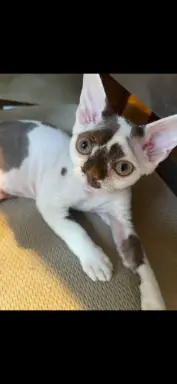 Devon rex czekoladowo biała kotka z zielonymi oczami 3
