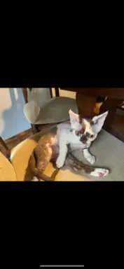 Devon rex czekoladowo biała kotka z zielonymi oczami 4