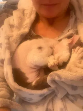 Devon rex czekoladowo biała kotka z zielonymi oczami 2