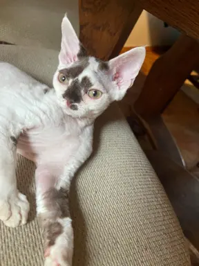 Devon rex czekoladowo biała kotka z zielonymi oczami 5