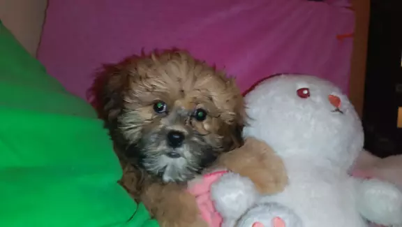 szczeniaki rasy Shihpoo 3