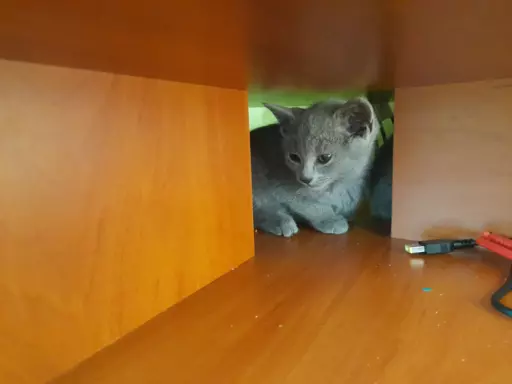 Kocięta  rosyjskie niebieskie 1