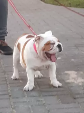 Śliczna suczka buldoga angielskiego 5