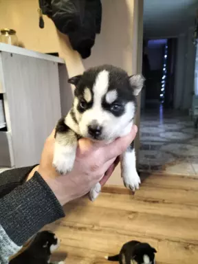 Husky syberyjske szczeniaki 4