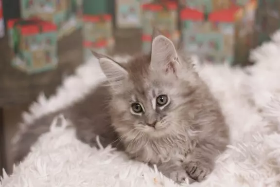 Wyjątkowy Kocurek Maine Coon Niebieski pręgowany 3