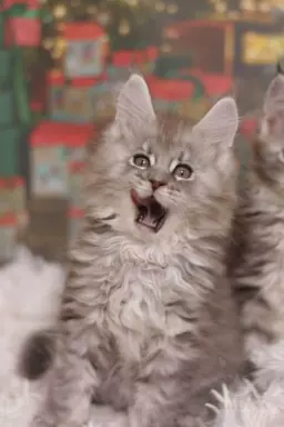 Wyjątkowy Kocurek Maine Coon Niebieski pręgowany 2
