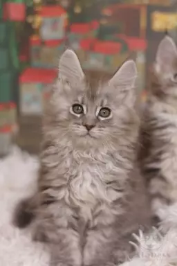 Wyjątkowy Kocurek Maine Coon Niebieski pręgowany 1