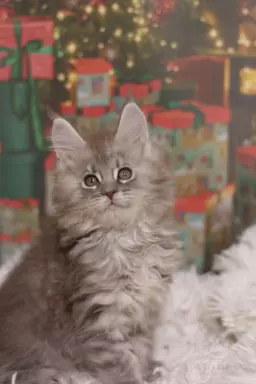 Wyjątkowy Kocurek Maine Coon Niebieski pręgowany 4