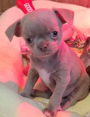 Tequila - liliowy chihuahua. 1