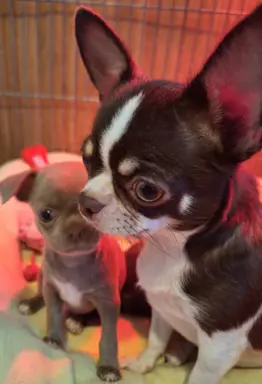 Tequila - liliowy chihuahua. 2