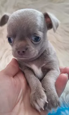 Tequila - liliowy chihuahua. 3