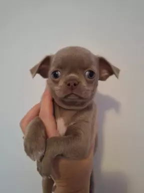 Tequila - liliowy chihuahua. 4