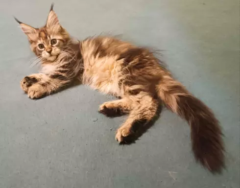 Maine Coon – Chilli kotka czarna szylkretka pręgowana 3