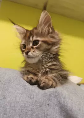 Maine Coon – Chilli kotka czarna szylkretka pręgowana 1