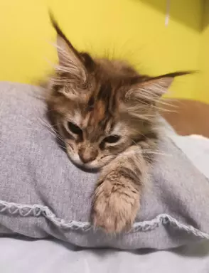 Maine Coon – Chilli kotka czarna szylkretka pręgowana 4