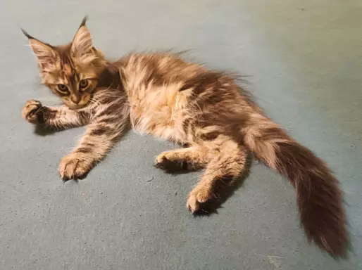 Maine Coon – Chilli kotka czarna szylkretka pręgowana 5