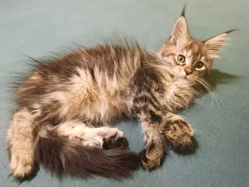 Maine Coon – Chilli kotka czarna szylkretka pręgowana 2