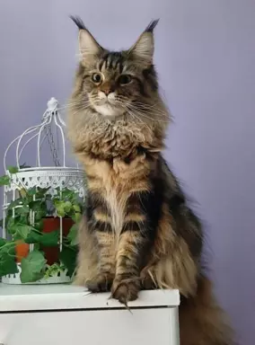 Maine Coon – Chilli kotka czarna szylkretka pręgowana 6