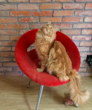 Maine Coon – Chilli kotka czarna szylkretka pręgowana 7